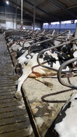 1000017979 1000017979